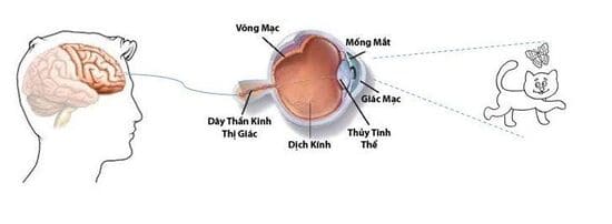 Mô tả nguyên lý hoạt động của mắt 